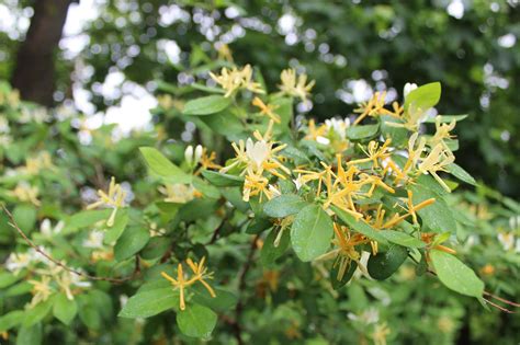 11 Species of Invasive Vines