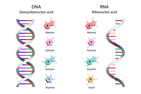 Image result for DNA Microarray Data