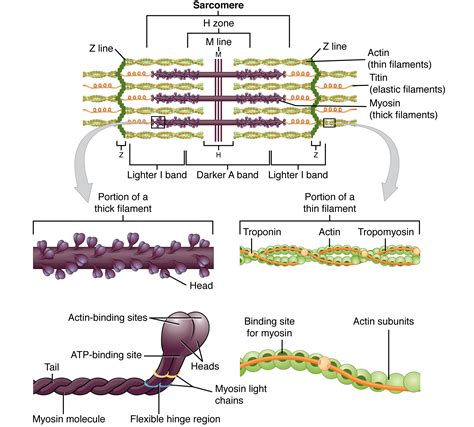 [Solved] 12. Draw and label the parts of a sarcomere... | Course Hero