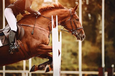 Equine Mortality & Medical Insurance | Protect Your Horse