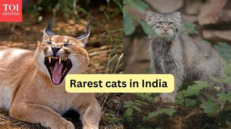 Rarest cats in India and where to find them – they're not tigers or ...