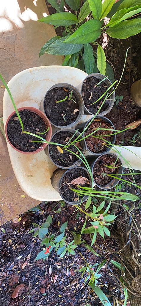 Creative Farmer Flower Seeds : Coreopsis Crassifolia For Hedge Flower ...