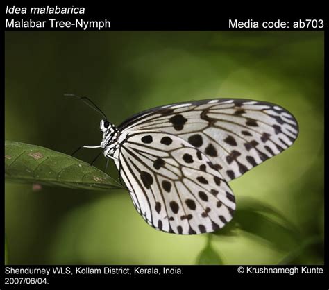 Idea malabarica (Moore, 1877) - Malabar Tree-Nymph | Butterfly