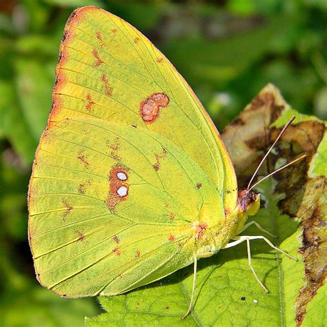 Clouded Sulfur Butterfly