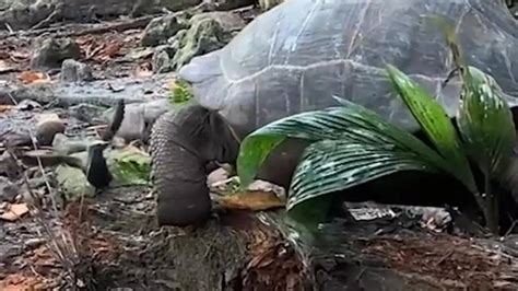 Watch: Giant Tortoise Caught On Video Hunting and Killing A Bird In ...