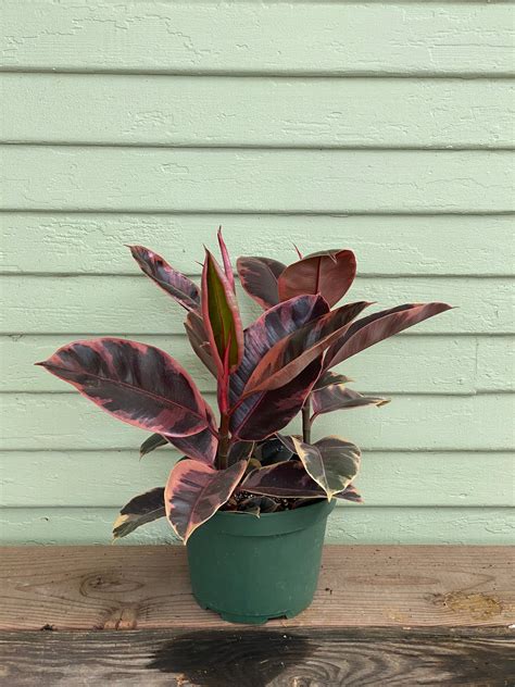 Rubber Plant | Ficus elastica | Ruby | Mickey Hargitay Plants