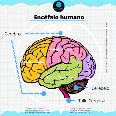 O Cerebelo é Uma Importante Região Do Encéfalo Relacionada Com - RETOEDU