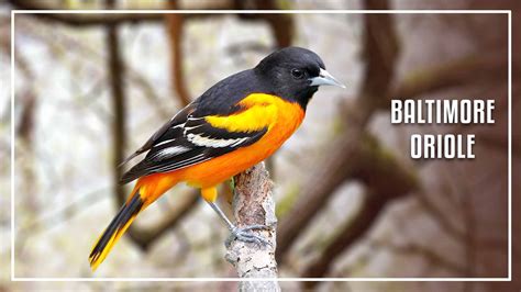 7 Black Bird With Orange Stripe On Wings (ID and Pictures)