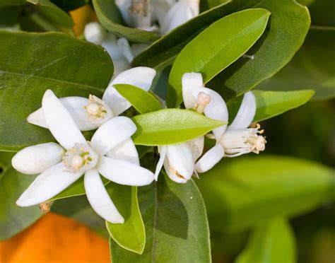 Florida - Students | Britannica Kids | Homework Help