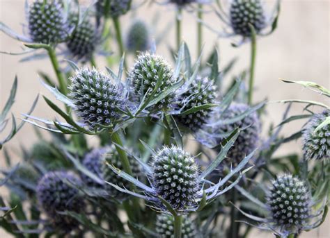 What is a blue thistle?