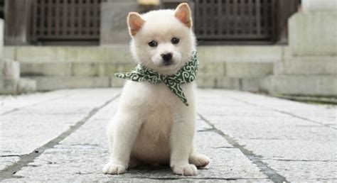 23. Generation des japanischen Shiba-Inu-Quizhundes begeistert das Internet