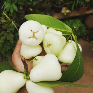 Cloud Farm Java Plum Plant Price in India - Buy Cloud Farm Java Plum ...