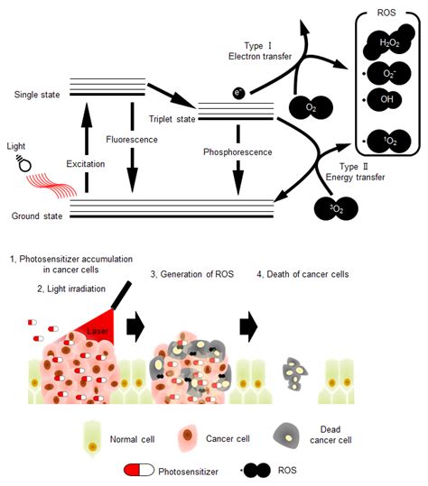 Photosensitizers Based on G-Quadruplex Ligand for Cancer Photodynamic ...