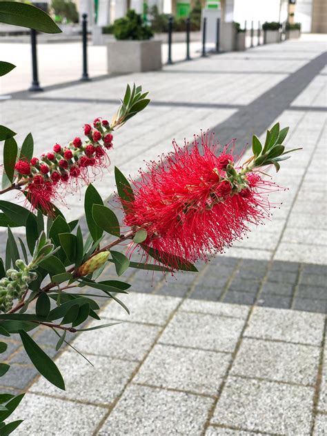 Callistemon citrinus Kuflik - Polana u Barana