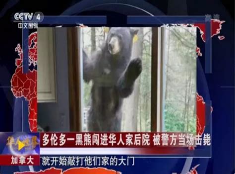 小浣熊“占领”华人住宅 这些动物闯后院让华人崩溃-中国侨网