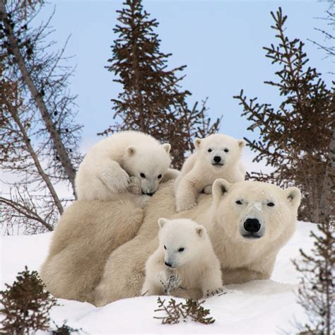 Baby Polar Bear - Learn about Polar Bears - Kids Learning