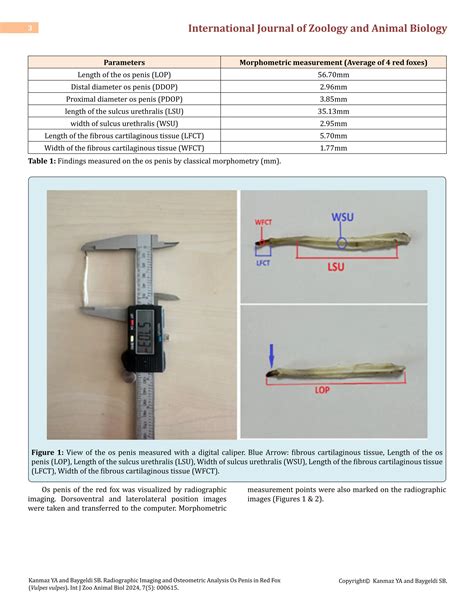 Radiographic Imaging and Osteometric Analysis Os Penis in Red Fox (Vulpes vulpes) | PDF