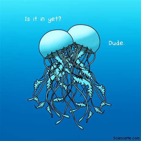 How Do Jellyfish Have Sex? | Science Me