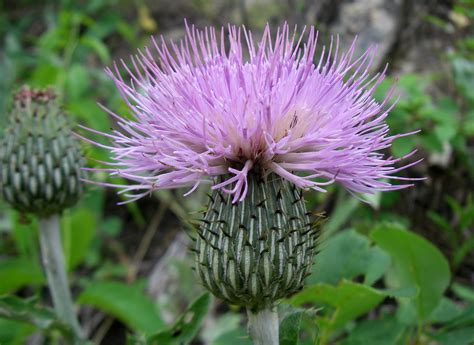 Wavyleaf Thistle