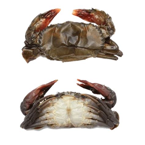 Fish - Scallops Raw Imported Trader - Wholesaler / Distributor from Mumbai