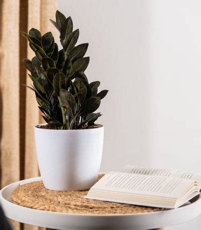 Buy Plants Online in India | Online Plant Nursery - Nurturing Green