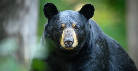 72-Year-Old Arkansas Man Has Died After Being Attacked By Black Bear ...