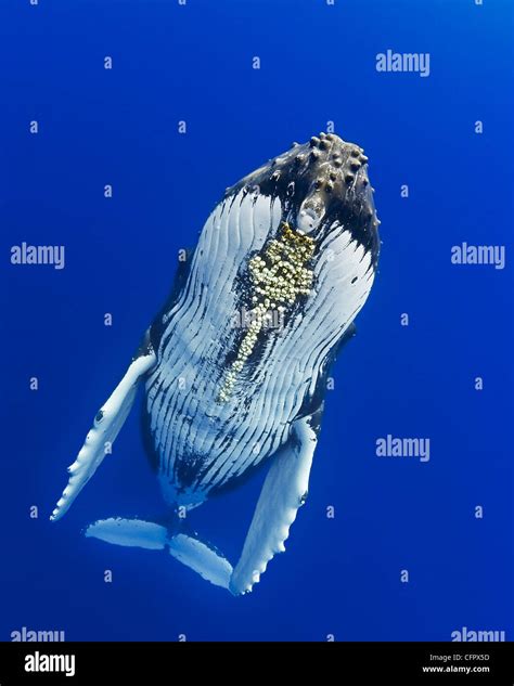 humpback whale, Megaptera novaeangliae, with parasitic acorn barnacles ...