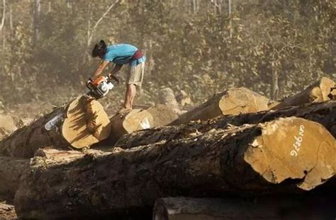 特内里费木材业砍伐松树树干国家林业森林岛屿木材贮存环境库存树木高清图片下载-正版图片321372469-摄图网