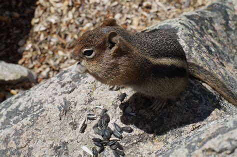 Image result for Digesting Chipmunk