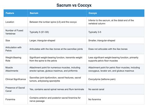 Sacrum vs Coccyx