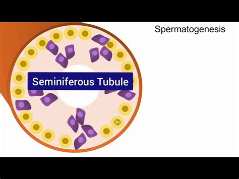 Image result for Oogenesis Animation