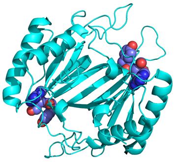 Welcome to Dr. Sankaranarayana Lab