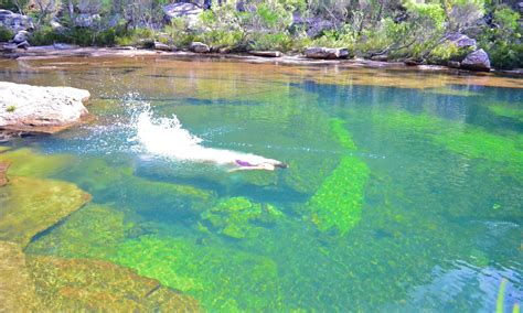 Nature Swim 的图像结果
