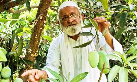 একটা গাছেই ফলছে ৩০০ রকমের আম, কোনওটা শচীন, কোনওটা ঐশ্বর্য, কোনওটা ...