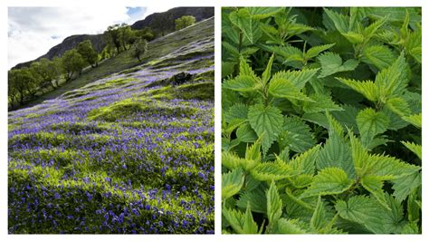 Native Plant Species Ireland at Sebastian Bardon blog