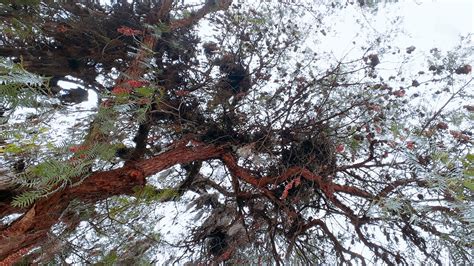 Branches Tree Forest - Free photo on Pixabay - Pixabay