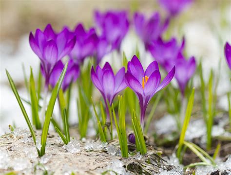 Which Early Spring Flowers Are the Most Beautiful?