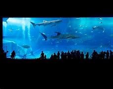 Image result for Aquarium Near Me