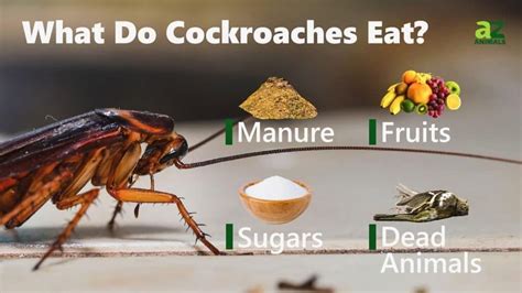 Roaches in Texas - A-Z Animals