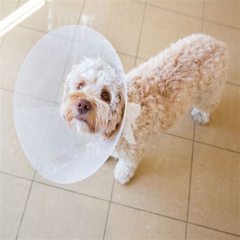 Best Vet Hospital In Framingham, MA | Slade Veterinary Hospital