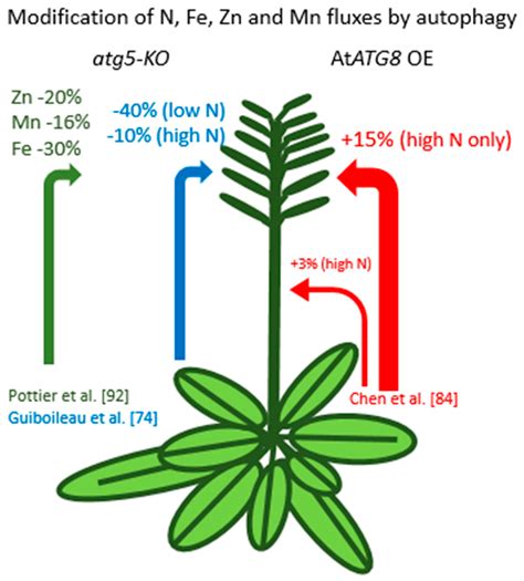 Autophagy and Nutrients Management in Plants
