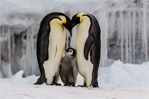 For Antarctica’s emperor penguins, ‘there is no time left’ | National Geographic