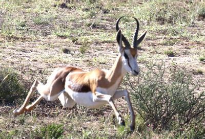 Image result for Cheetah Springbok