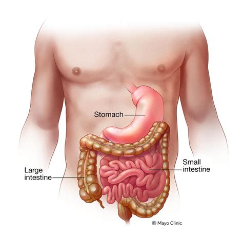 Gastroenteritis vírica (gripe estomacal) - Síntomas y causas - Mayo Clinic