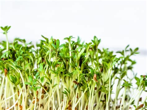 Alfalfa Sprouts Growing