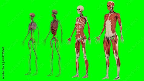 Science Human Body 的图像结果