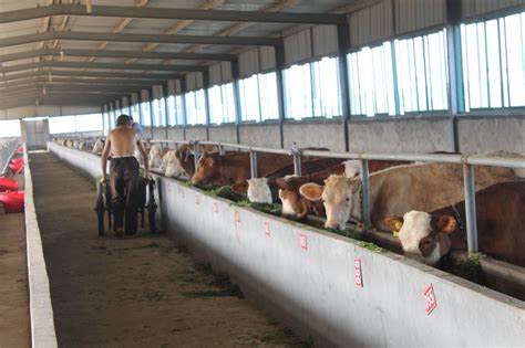 肉牛养殖场平面设计图，养牛场牛棚牛舍图纸