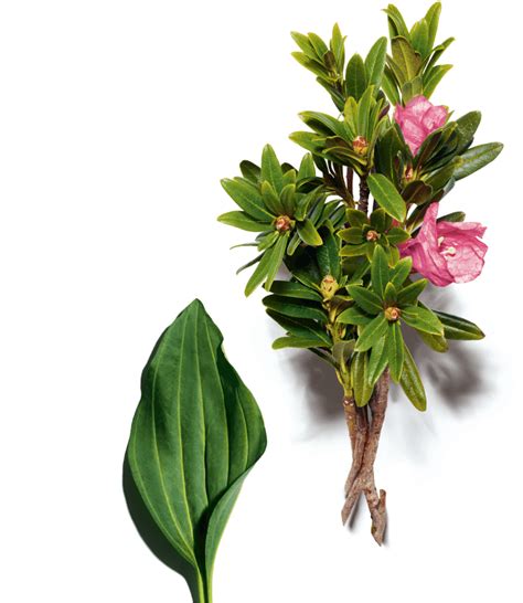 10 reasons to trust clarins - Clarins