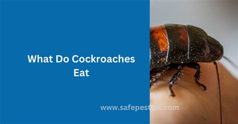 Most Common Food Cockroaches Eat - Safe Pest Sol