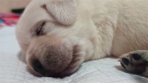 小奶狗睡觉的样子，真是太可爱了！怎么都叫不醒 - YouTube